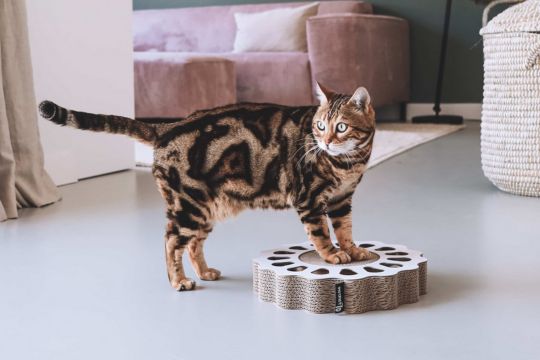 Griffoir pour chat