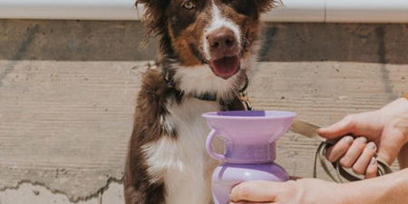 Sélection de Printemps et Pâques pour chien et chiot