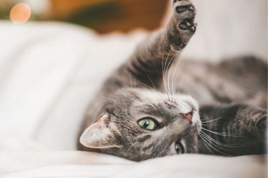 compléments alimentaires chat