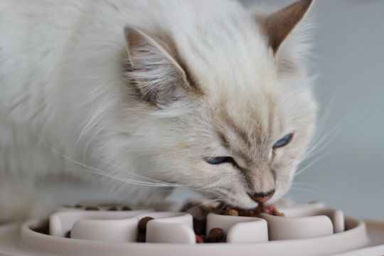 gamelle chat