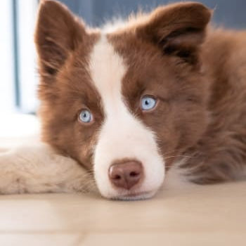 Chiot - Sélection pour chiot - inooko