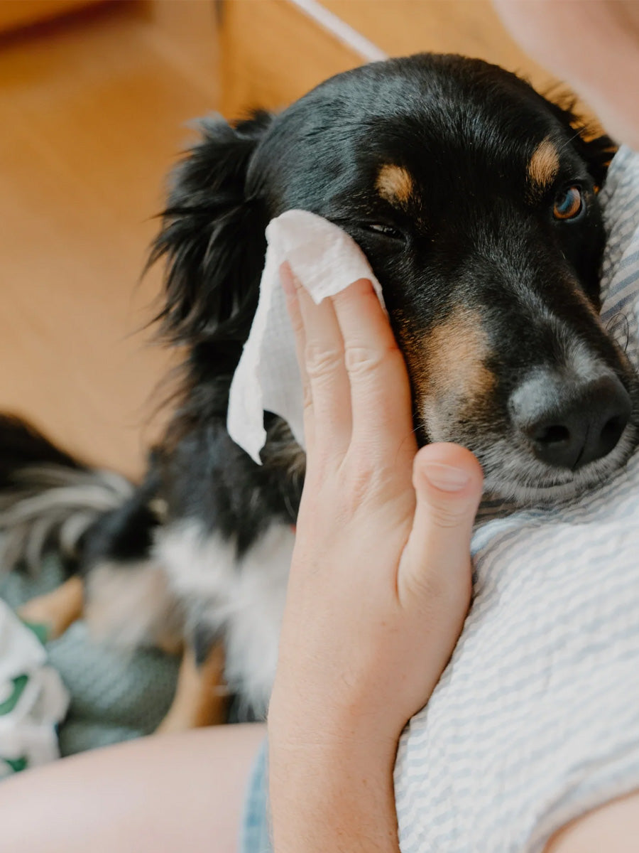 Becopets-lingettes-yeux-pour-chien-sensible-ecologique