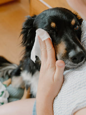 Becopets-lingettes-yeux-pour-chien-sensible-ecologique