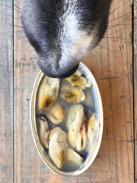 Canumi-friandise-alimentation-naturelles-chien-moules-vertes-nouvelle-zelande
