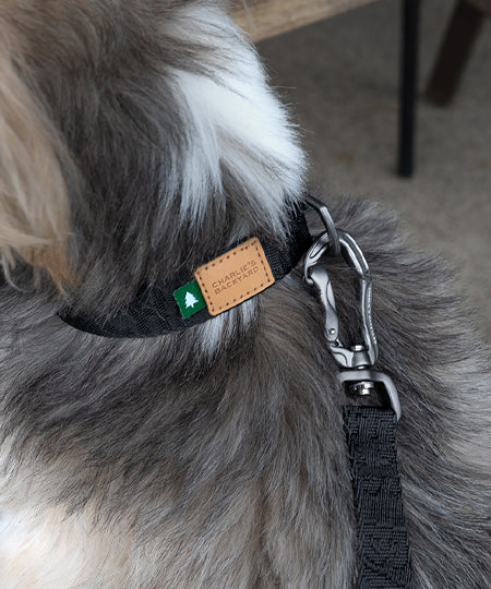 Charlie_s-Backyard-collier-pour-chien-TOWN-BASIC-noir