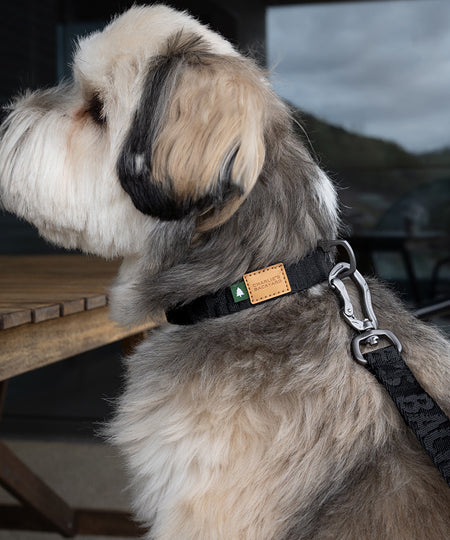 Charlie_s-Backyard-collier-pour-chien-TOWN-BASIC-noir-1