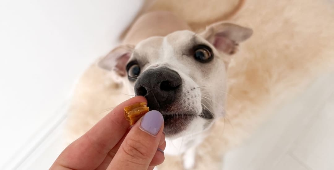 Collection-manger-inooko-friandises-accessoires-alimentation-naturelle-sans-céréales-chien-1080x550px (11)