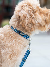 DOG-Copenhagen-collier-pour-chien-resistant-Urban-Style-Collar-bleu