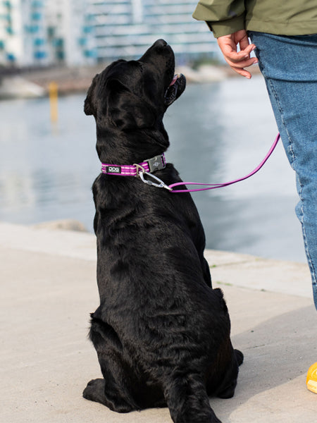 DOG-Copenhagen-collier-pour-chien-resistant-Urban-Style-Collar-violet