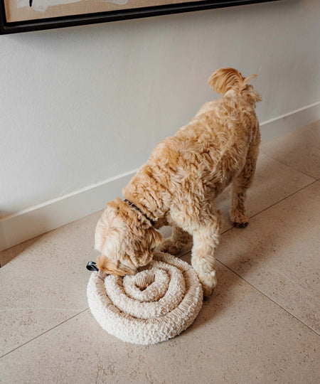 District70-peluche-fouille-pour-chien-SWIRL