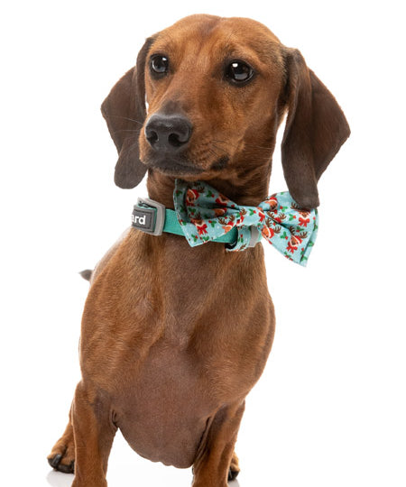 Fuzzyard-noeud-papillon-pour-chien-noel-Jolly-Blitzen-Blizzard