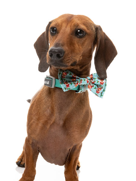 Fuzzyard-noeud-papillon-pour-chien-noel-Jolly-Blitzen-Blizzard