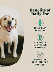 Hackney-Dog-House-complement-alimentaire-chien-poudre-de-moule-verte