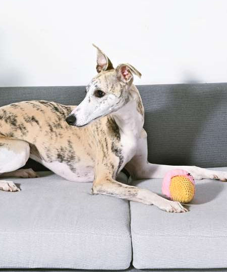 HugSmart-peluche-interactive-pour-chien-chiot-Beach-Daze-Ice-Cream-Ball