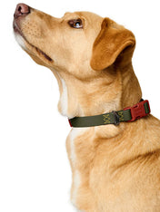 Hunter-collier-biothane-pour-chien-Havanna-vert-orange