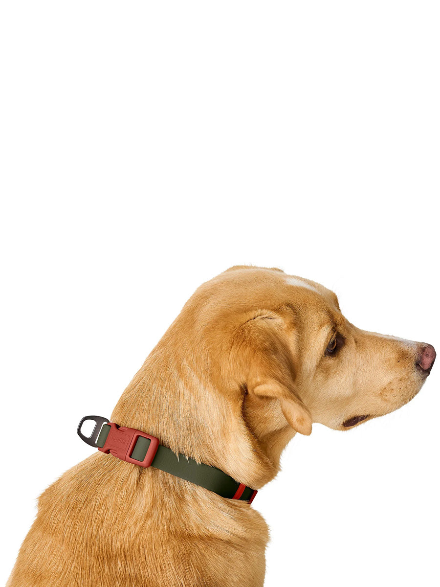 Hunter-collier-biothane-pour-chien-Havanna-vert-orange