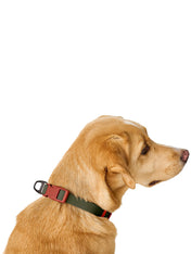 Hunter-collier-biothane-pour-chien-Havanna-vert-orange