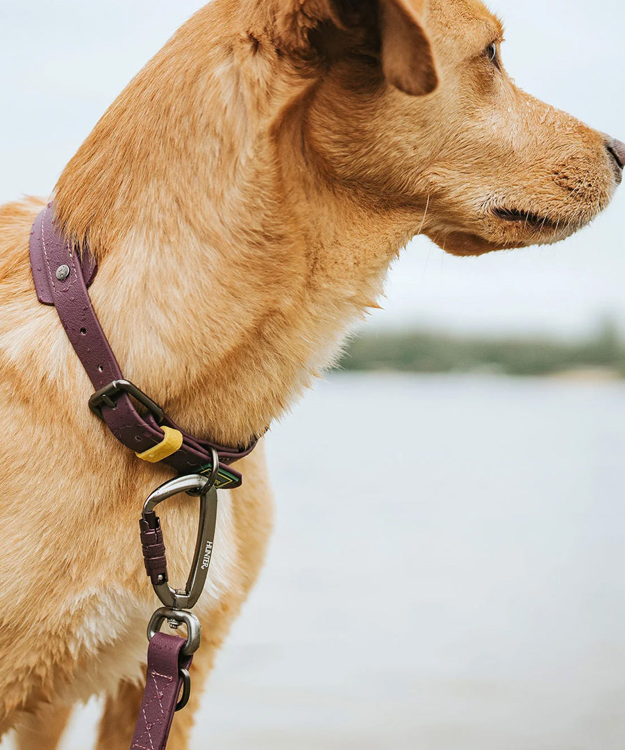 Hunter-laisse-biothane-pour-chien-Havanna-mure