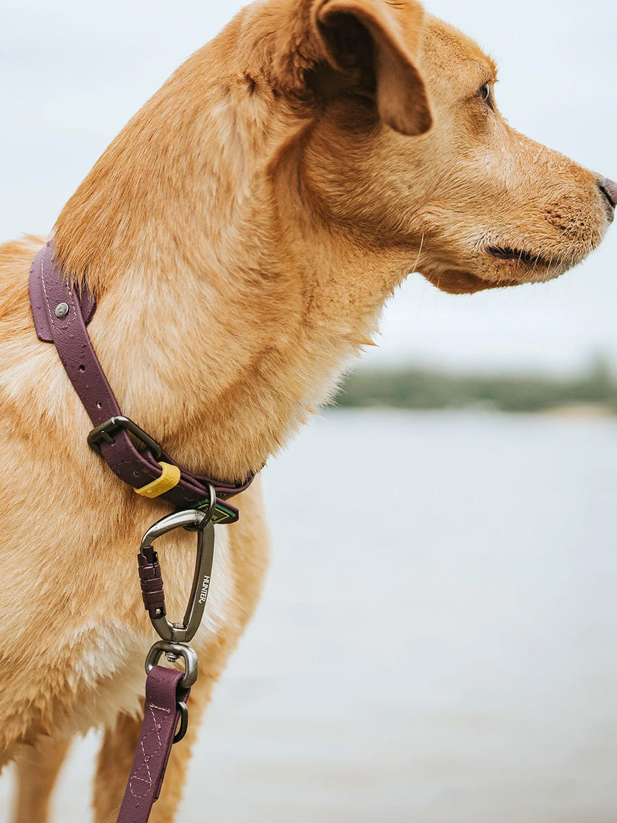 Hunter-laisse-biothane-pour-chien-Havanna-mure
