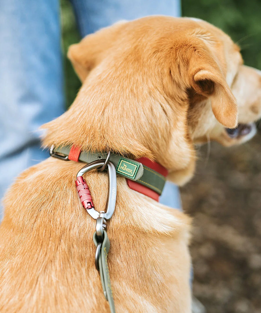 Hunter-laisse-biothane-pour-chien-Havanna-vert