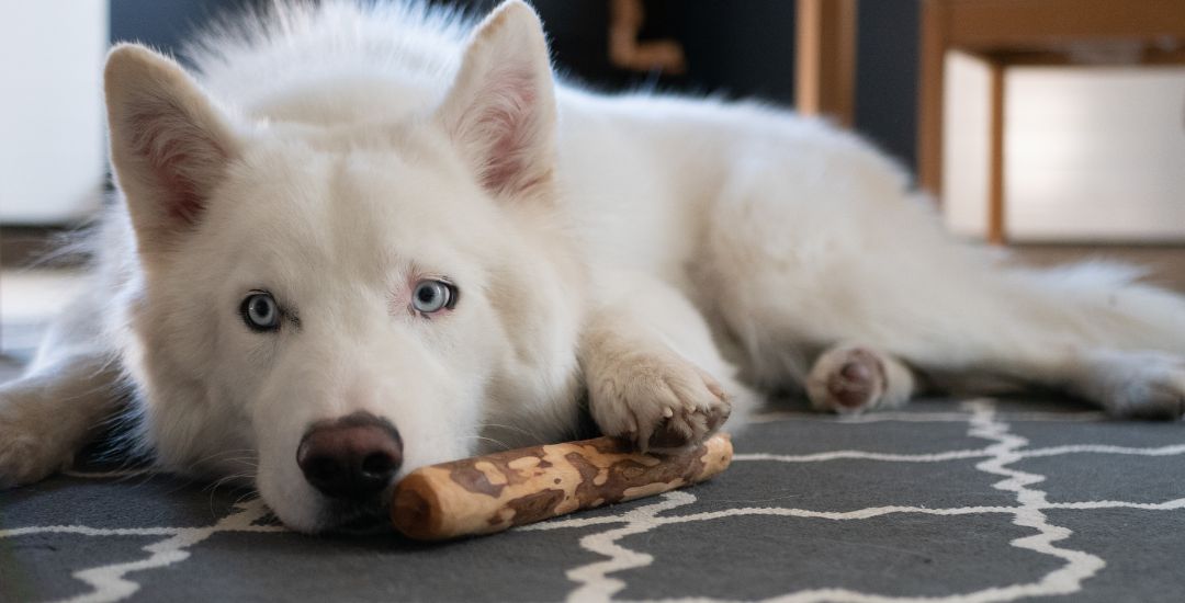 Jouets à mâcher pour chien - bois olivier
