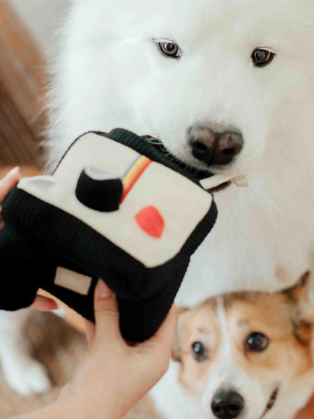 Lambwolf-Collective-jouet-design-minimalist-pour-chien-appareil-photo