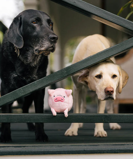 Pet-play-jouet-peluche-chien-balle-a-picot-Barnyard-Buddies-cochon