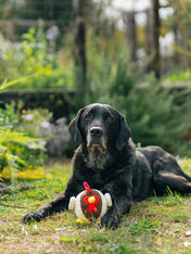 Pet-play-jouet-peluche-chien-balle-a-picot-Barnyard-Buddies-dinde