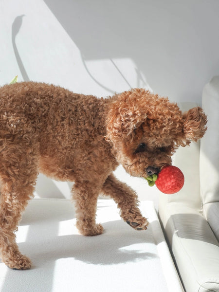 Pups-Bubs-peluche-fouille-pour-chien-sauce-tomate