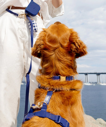 Shop-sunnytails-harnais-waterproof-pour-chien-bleu-nuit