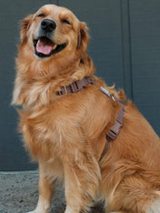 Shop-sunnytails-harnais-waterproof-pour-chien-cloud-lite-marron-espresso