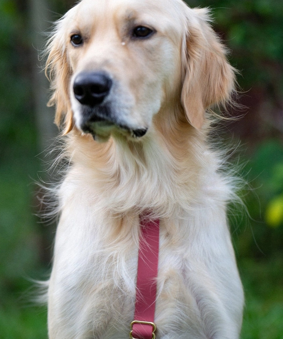 Shop-sunnytails-harnais-waterproof-pour-chien-cloud-lite-mure