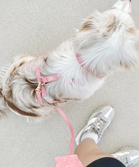 Laisse pour chien multipostions Cloud - Rose parfait - Shop Sunny Tails - inooko