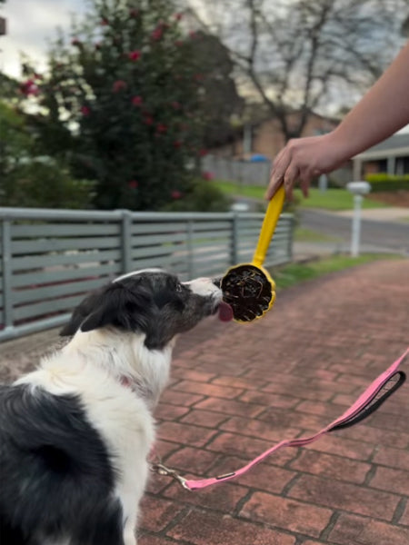SodaPup-Lick-Stick-Hand-Held-jouetinteractif-pour-chien-chiot-beehive-ruche-jaune