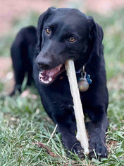 SodaPup-jouet-a-macher-nylon-pour-chien-chiot-baton-de-bois