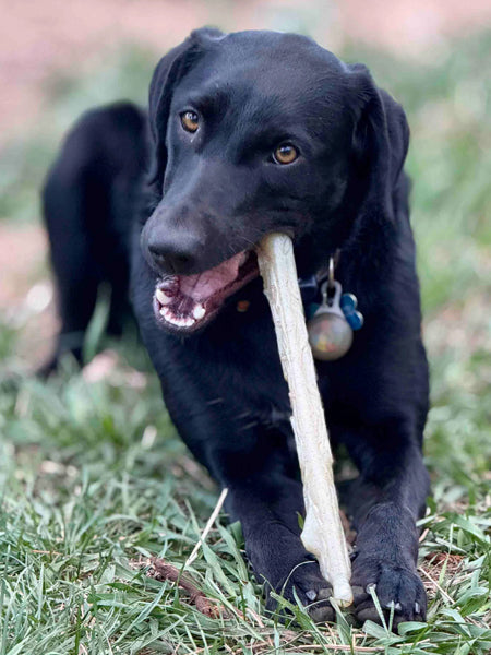 SodaPup-jouet-a-macher-nylon-pour-chien-chiot-baton-de-bois