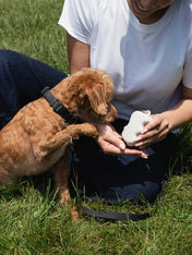 Springer-pochette-friandises-pour-chien-avoine