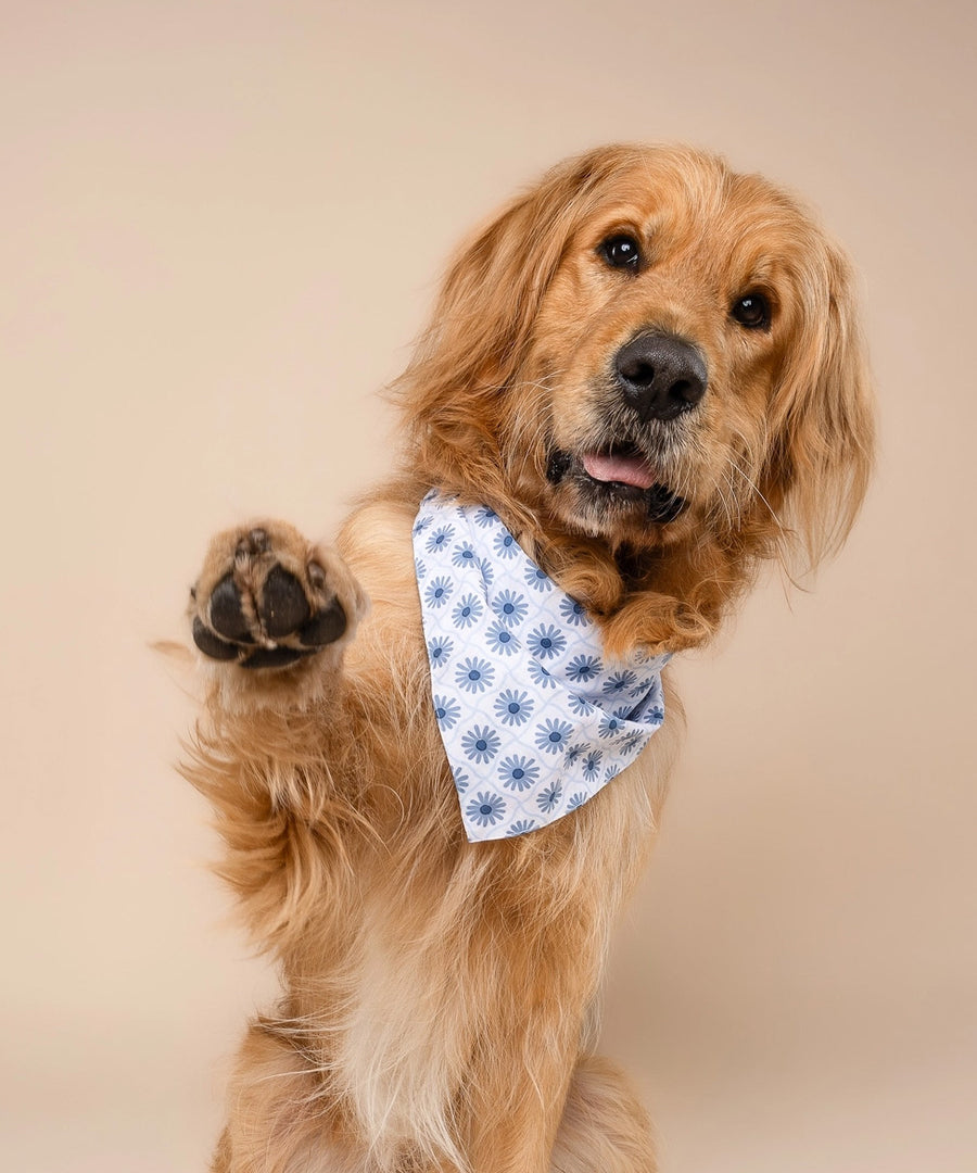 The-Paws-bandana-pour-chien-Alfie-bleu