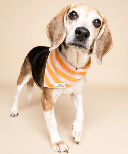 The-Paws-bandana-pour-chien-Nusa