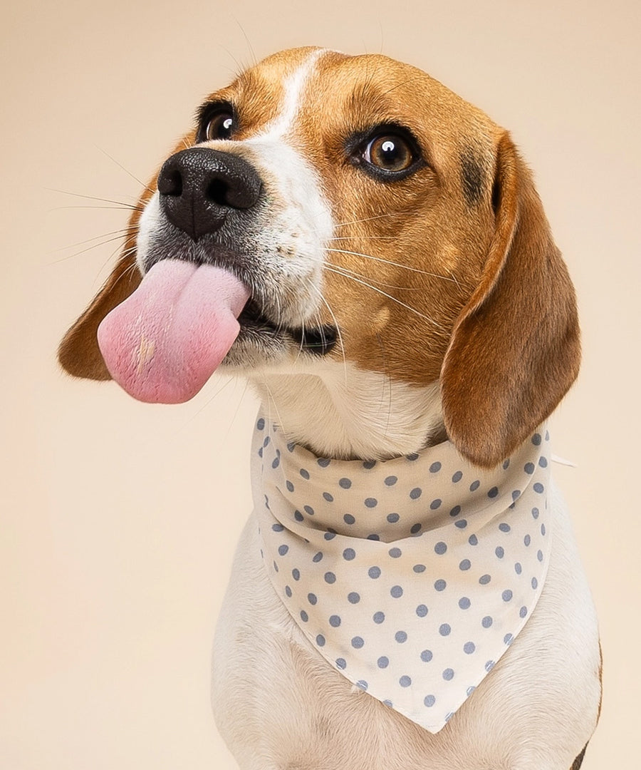 The-Paws-bandana-pour-chien-Polka-Dot-bleu