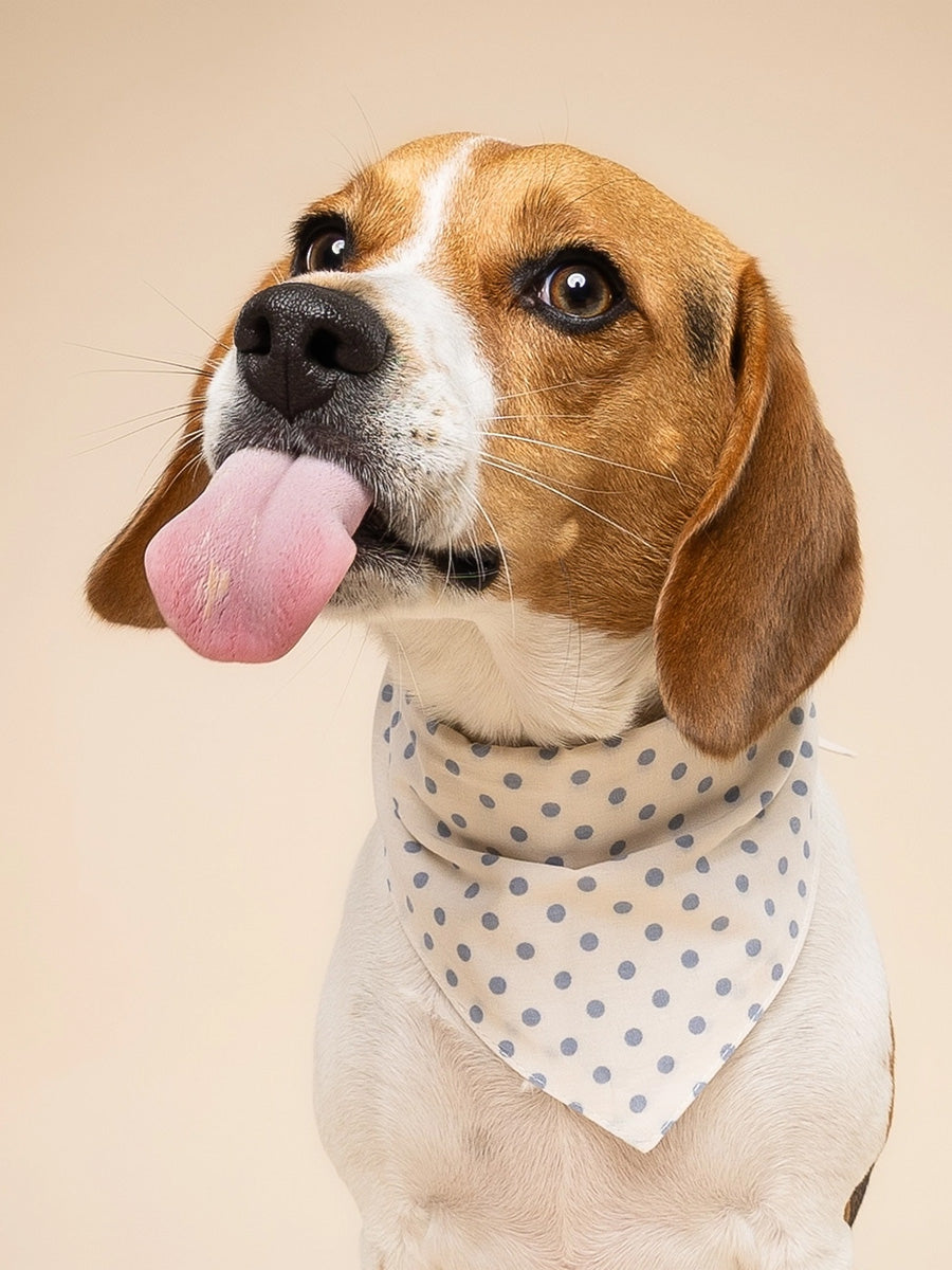 The-Paws-bandana-pour-chien-Polka-Dot-bleu