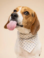 The-Paws-bandana-pour-chien-Polka-Dot-bleu