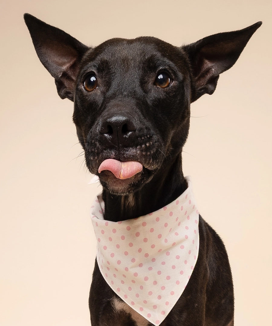 The-Paws-bandana-pour-chien-Polka-Dot-rose