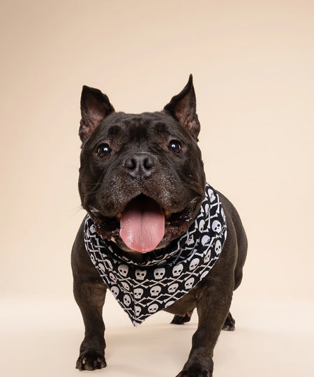 The-Paws-bandana-pour-chien-Wicked