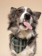 The-Paws-bandana-pour-chien-winter-pine