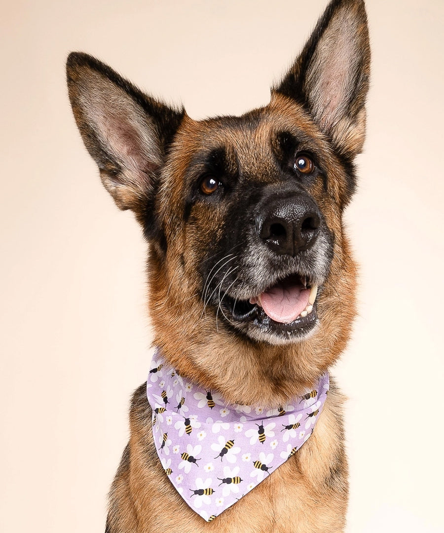 The-Paws-bandana-pour-chien-abeille-violet