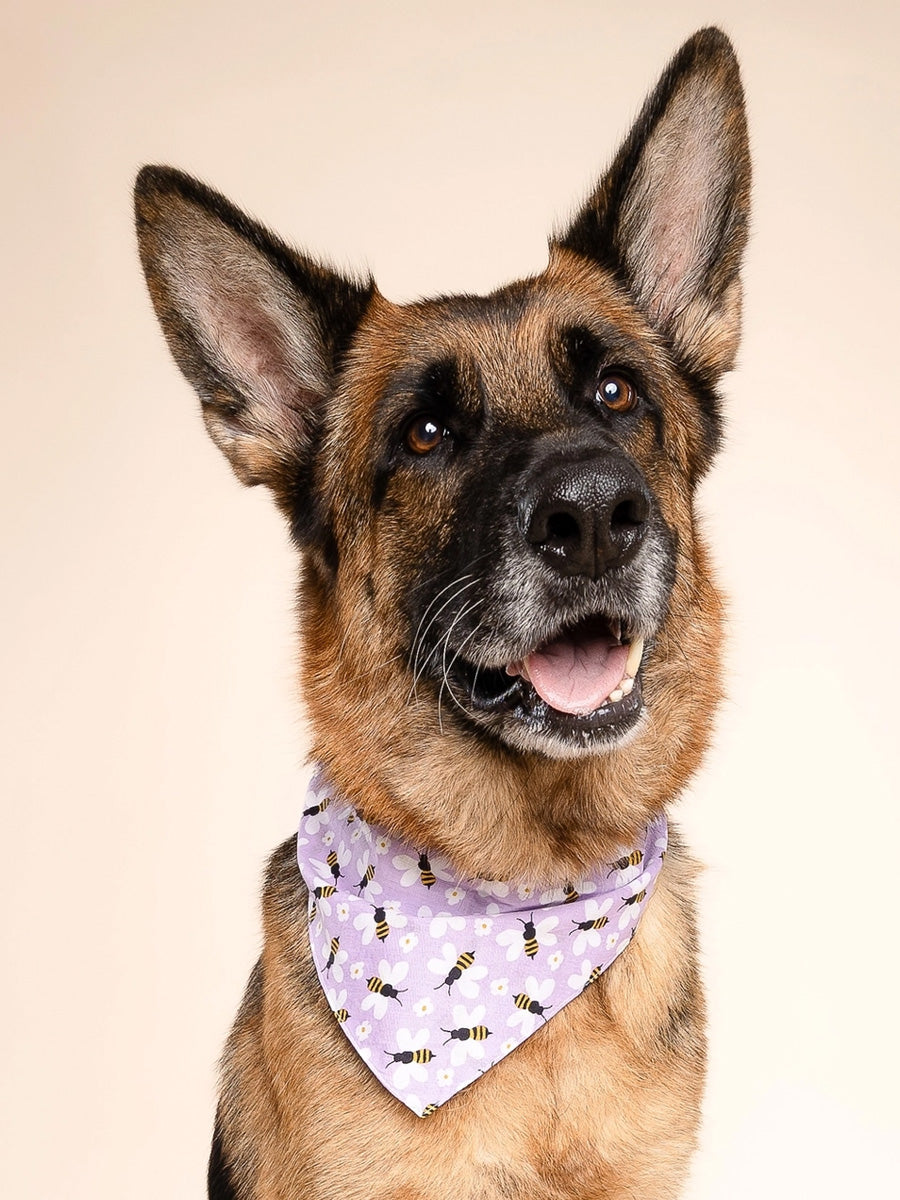 The-Paws-bandana-pour-chien-abeille-violet