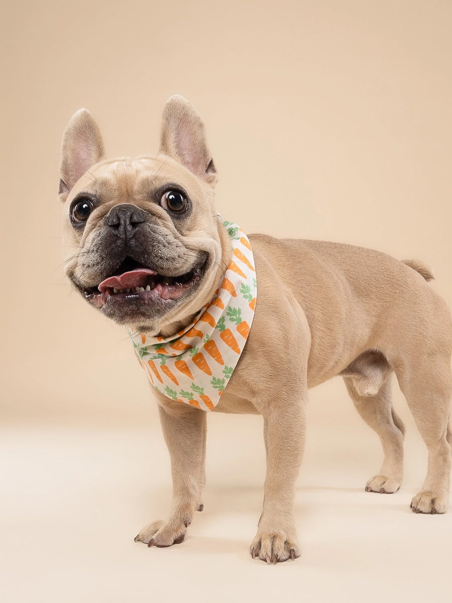 The-Paws-bandana-pour-chien-carotte-crunch