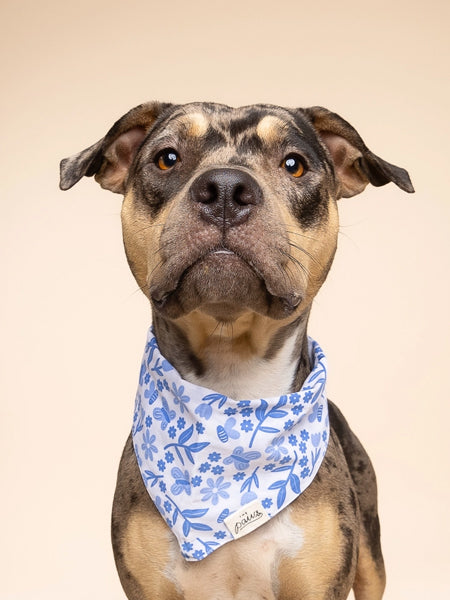 The-Paws-bandana-pour-chien-jo