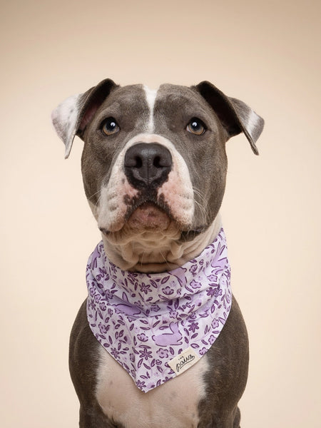 The-Paws-bandana-pour-chien-lapin